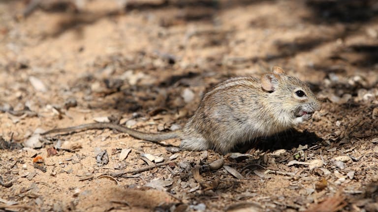 An African striped mouse (Rhabdomys pumilio) on a sandy, leaf-strewn ground in a nature reserve. Hantavirus is ancient, circulating in rodent populations for thousands of years before its ability to infect humans was recognized.