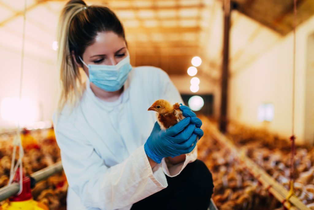 A veterinarian examines a chicken for bird flu.