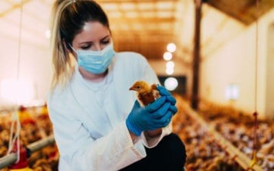 A veterinarian examines a chicken for bird flu.